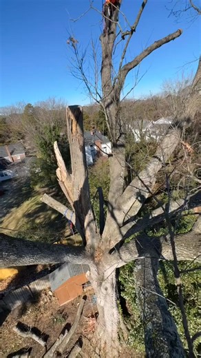 Every job is a little more unique than the last, but for @climbinjeff and his team, this one was especially challenging. After lightning blew the center of this tree out, it posed a risk to the client, and something had to be done. With the headache of getting a crane in to complete the work, Jeff and his crewmember, Zach joked about doing the work manually. And, to their surprise, that's exactly how they managed to get it done. Another great example of #Arborists making it work to get the job d