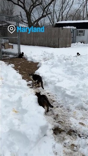 More than 100 cats rescued in Maryland #rescue #animalrescue