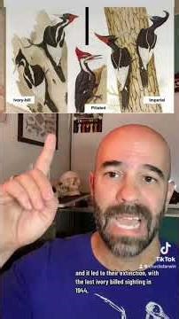 The pileated woodpecker is small compared to its two extinct cousins. #woodpecker#birds #didyouknow