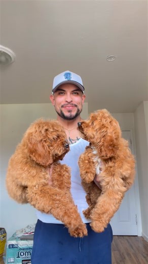 Gera Castellanos on Instagram: "#cockapoo #doodle #perritos #perros #followers"