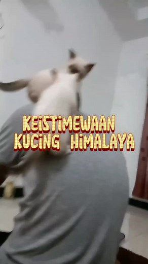 Keistimewaan Kucing Himalaya: Warna Bulu dan Perawatan