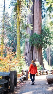 🍁 The Perfect Fall Day Trip in Sequoia National Park…if you only have one day in Sequoia, here’s the route to make it unforgettable 👇 1️⃣ Tunnel Rock — start your day in classic Sequoia style, where the old road once stood. 2️⃣ Hospital Rock & Petroglyphs — ancient art golden fall color along the Kaweah River. 3️⃣ Giant Forest (The Parker Group & Tunnel Log) — bump elbows with some of the largest living trees on earth. 4️⃣ Moro Rock — short climb, sweeping mountain views (especially gorgeous i
