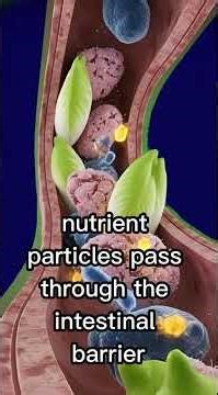 Cinematic 3D Anatomy of Endive Digestion | Inside the Human Body Visualization