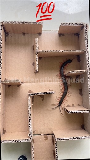 The Hardest Maze for a Centipede!