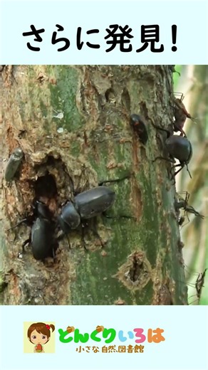 A Video That Makes You Feel Like You Found a Stag Beetle [Stag Beetle Hunting]