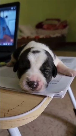 My cute blind dog. Though he can’t see, he spreads so much happiness in my life. #doglover #blinddog