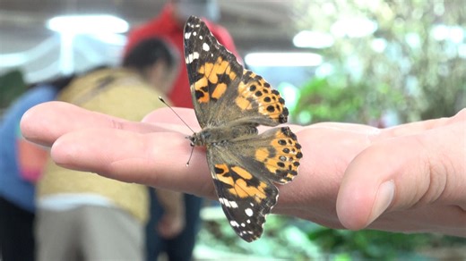 Science Spectrum’s Butterflies Alive! exhibit returns for third year
