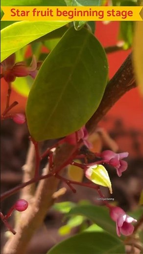 ⚡️🔥Star fruit beginning stage| fruit coming from flower| Terrace garden