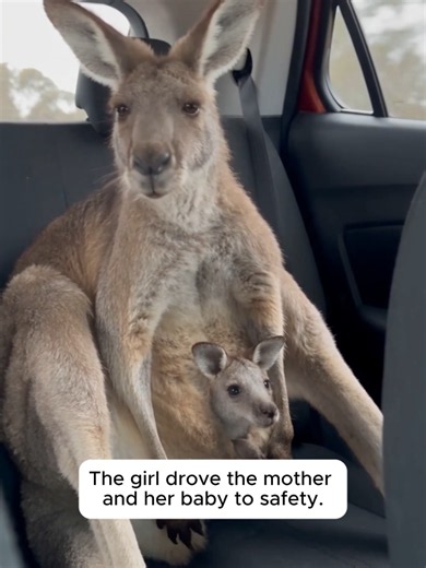 The Sweetest Bond With A Kangaroo Family ❤️#wholesome #Love #rescue #animals #kangaroo