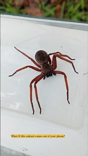 Huntsman spider