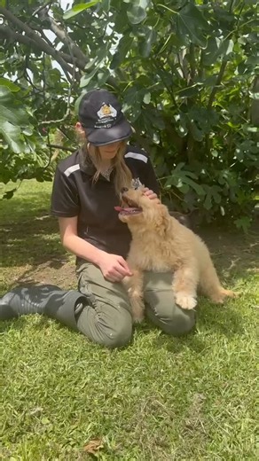 Puppies Downunder on Instagram: "Meet Harry 🐾✨ Our gorgeous F2 Mini AussieGroodle, born 12 September 2025, and already stealing hearts wherever he goes 💙 With the perfect blend of intelligence, confidence and cuddly charm from his beautiful parents Koala × Radford, Harry is everything we adore about this breed. Thoughtfully bred, family raised and full of love, this little man is ready to shine ✨🐶 Microchip: 956000018925099 BR100575 #HarryThePup #MiniAussieGroodle #F2AussieGroodle #AussieGroo