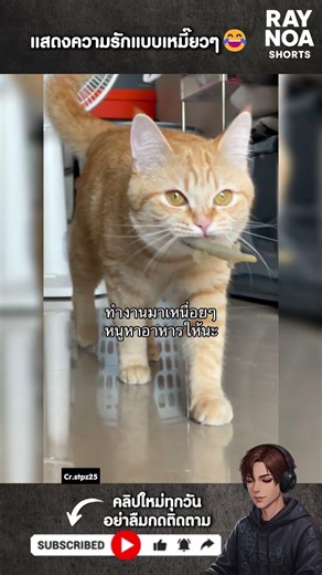 แสดงความรักแบบเหมี๊ยวๆ😂