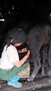 22K views · 325 reactions | Cow milking woman shepherd #himalayalife #facebookreel #mountains #shepherdlife | Dpnepal | Facebook