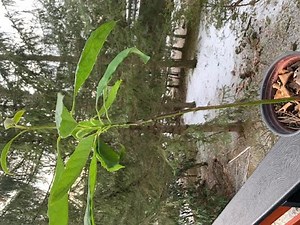 How to CURE ROOT-ROT in an Avocado plant? Revive and rejuvenate a browning leaves avocado plant