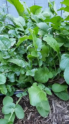 3.7K views · 69 reactions | 4 veggies I'm growing this spring #plants #garden #lettuce #celery#foryou #foryoupage #fypシ #fyp #reels #reelsviral #reelsfb #garden #nature #flowers #gardening #plants #flower #photography #naturephotography #green #lov | My Backyard Gardening | Facebook