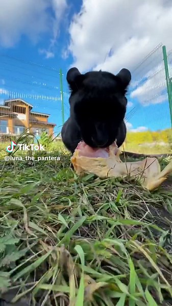 Black Panther Feeding on Chicken in Nature