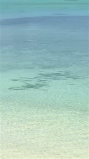 美しい海をおよぐ魚たち #石垣島 #beach