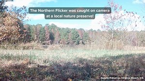 2.9K views · 19 reactions | Wildlife Wednesday  The Northern...