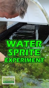 WATER SPRITE EXPERIMENT! WATER SPRITE SUCKS to convert from above water growth to underwater growth. There is a lot of the UGLY STAGE that takes place with Water Sprite. This is why our plants are perfect for your aquarium! Shop Now! TANK ON! 👇👇👇 (OUT OF STOCK) Sign up to be notified when it's back in stock! Water Sprite / Ceratopteris thalicroides (MEGA HARDY PLANT) 👇👇👇 https://dustinsfishtanks.com/products/water-sprite?variant=37096309581 #watersprite #aquarium #fishtank #aquascape #aqua