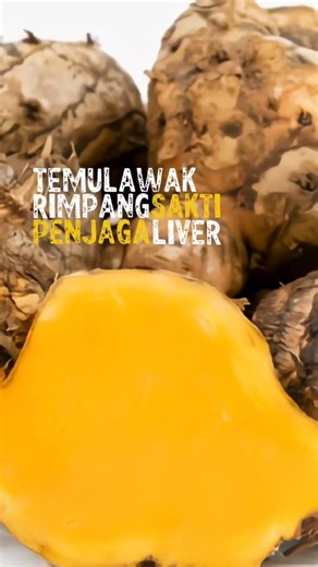 Temulawak Rimpang Sakti Penjaga Liver, Pernah penasaran kenapa kakek nenek kita dulu fisiknya tetap kuat dan jarang terserang penyakit kronis? Rahasianya ada pada kebiasaan rutin minum jamu Temulawak! Kandungan Kurkumin tingginya sangat ampuh menjaga kesehatan liver, membuang racun, dan meredakan pegal linu. Yuk, hidup sehat kembali ke alam dengan rimpang asli Nusantara. Subscribe untuk info kesehatan rimpang, jamu, dan herbal berkhasiat lainnya! #Temulawak #JamuTradisional #RimpangNusantara #Ti