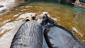 21K views · 1K reactions | Join keepers as they feed and care for our three sea otters! Did you know that sea otters eat 20-30% of their body weight every day? Our otters Libby, Sekiu, and Moea are fed five times a day restaurant-quality, sustainable seafood - a mixture of fresh fish, shrimp, squid, clam, crab and mussels. 簾 : Rocky Shores Animal Care Team GoPro | Point Defiance Zoo & Aquarium | Facebook