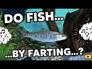 Do Fish Communicate by Farting Like Herring Do? 🐟💨 (Yes… Really!)