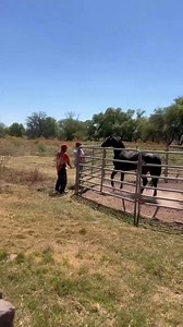 818K views · 4.8K reactions | Attention au cheval  mec....  #viralreels #fyp #pourtoi #video #virals #trending #Amazing #foryou #follow #animals #nature #cheval #horseriding #horsesoftiktok #horse | Le monde et sa misère | Facebook