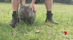 In a bittersweet goodbye, The Australian Reptile Park are to farewell George the wombat. The wombat is leaving behind the wildlife sanctuary to return to the wild. Visitors have until mid-January to visit George before he will be released. Report on 7 News at 6pm “We are going to miss George so much but he is now ready for release. George has always been so adorable in the eyes of staff at The Australian Reptile Park, so it was fantastic that the rest of the world also saw him as we do! We are s