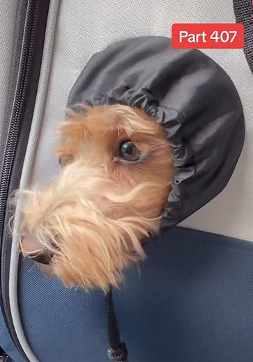 Dog LOVES it