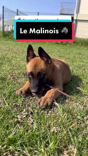 Tout savoir sur le Malinois : Éducation et Sensibilité