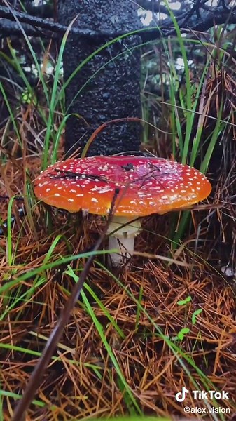 Exploring the Fascinating World of Oregon Mushrooms