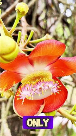 Cannon Ball Tree CRAZY