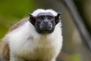 Pied Tamarin