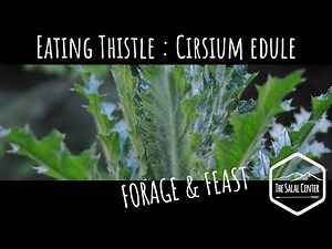 Eating Thistle - Foraging, Facts, and Feast (Cirsium edule)