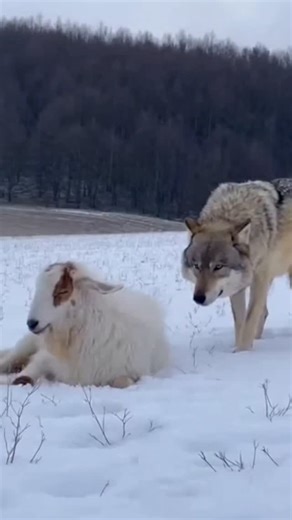 Wolves target the flock, but the Alabai is waiting. Witness the incredible instinct of a Livestock Guardian Dog (LGD) rushing to save a sheep from a predator attack. 🐺🐑 ​Recommended Gear for Ranchers: [Link to Farm Gear/Tactical Dog Collars] ​This footage showcases the vital role of the Central Asian Shepherd in modern agriculture. Bred for centuries to protect livestock, these dogs are the first line of defense against apex predators like wolves and bears. ​🌿 Support this work: Become a prem