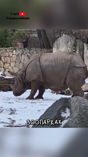 Носорог Играет с Оленем 🦏