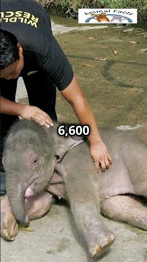 SMALLEST ELEPHANT: Borneo Pygmy Elephant