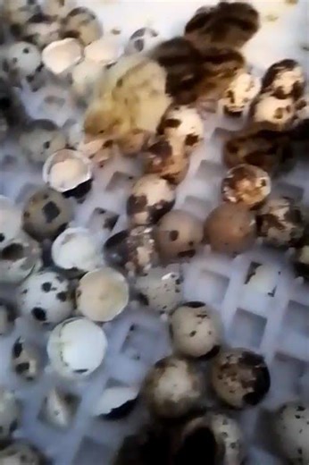 New batch of quail.#quailfarming #homesteading