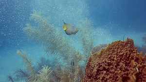 The giant barrel sponge (Xestospongia muta) is the largest species of sponge found growing on Caribbean coral reefs. It is common at depths greater than 10 metres (33 ft) down to 120 metres (390 ft) and can reach a diameter of 1.8 metres (6 feet). It is typically brownish-red to brownish-gray in color, with a hard or stony texture.[2] The giant barrel sponge has been called the "redwood of the reef"[3] because of its size and estimated lifespan of hundreds to a thousand or more years. | Underwat