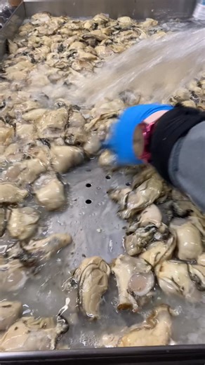Goose Point Oysters on Reels