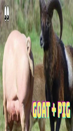 Goat-Pig Fusion: The Impossible Animal