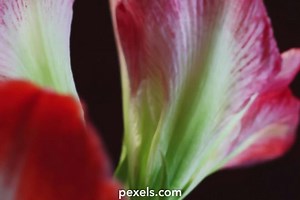 Serial Bulb Videos, Download The BEST Free 4k Stock Video Footage & Serial Bulb HD Video Clips