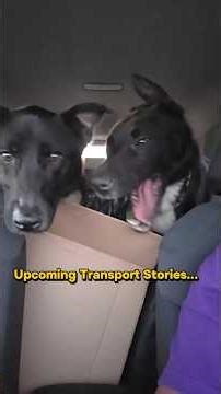 Upcoming Pet Transport Stories. #transportertinisha #pets #animals #dogsoftiktok