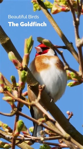 Stunning Goldfinch in the wild #birdsofyoutube #wildlife