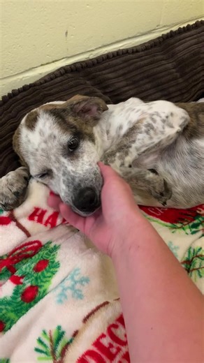ADOPTED! Sweet Rosemary (ID 53617) is wondering why no one has adopted her yet?!? This adorable little Lab/Point mix is sweet as sugar and looking for a new home! Come meet her until 6 PM today | Boone County Animal Shelter