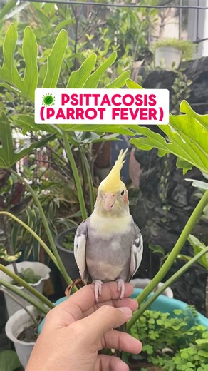 🦠 Psittacosis (Parrot Fever) #petcare #cockatiellover #cockatieltips #HealthTips #petlovers | Esperedion Rada