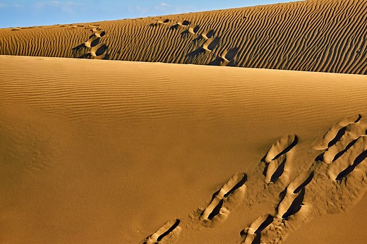 Scientists Found 7,000-Year-Old Mummies in the Desert That Don’t Share DNA With Modern Humans