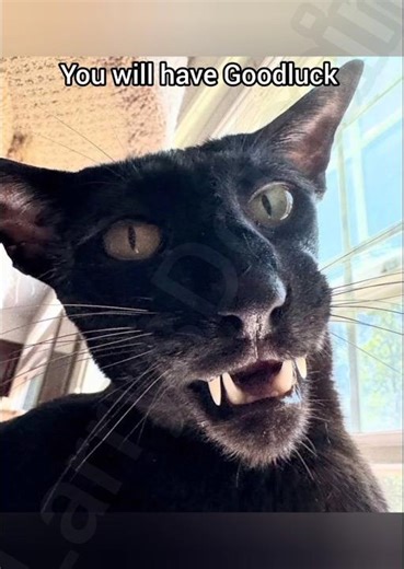 The lucky Larry video #evillarry #catmemes #georgieebom