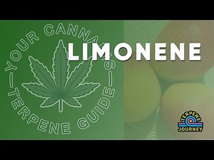 Your Cannabis Terpene Guide: What is Limonene?