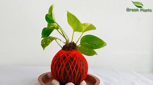 This Money plant growing idea is very easy to make at home.Grow and display the money plants in your indoor places to make beautiful.These beautiful money plant growing balls perfect for working places, home and office. These money plant growing balls don't need much maintenance. === Soil Ball--- Coco peat 75%, Garden soil and compost 25%, water. =Just soak them in a bowl of water for 15 to 20 minutes--once or twice a week. =Use fresh warter or drinking water =Keep them in bright light or parcia